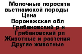 Молочные поросята вьетнамской породы. › Цена ­ 2 000 - Воронежская обл., Грибановский р-н, Грибановский рп Животные и растения » Другие животные   